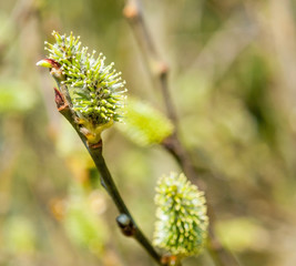 catkin closeup