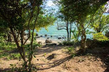 tree over the blue sea