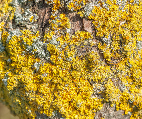 lichen closeup