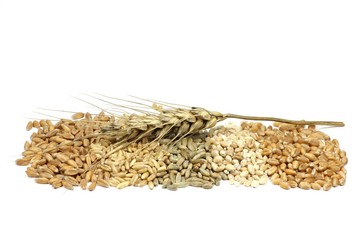 Getreidekörner (Dinkel, Hafer, Roggen, Gerste, Weizen) isoliert auf weißem Hintergrund