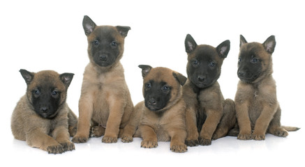 puppies belgian shepherd malinois