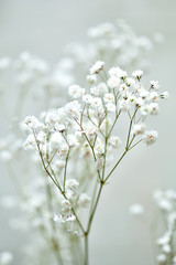 the small white flowers of gypsophila. wedding style - 106600618