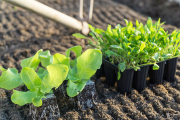 Gardening in Spring fresh plants