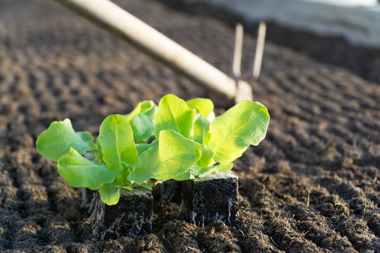 Gardening Salad near