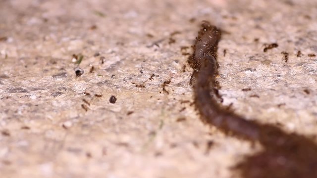Ants have caught the worm
