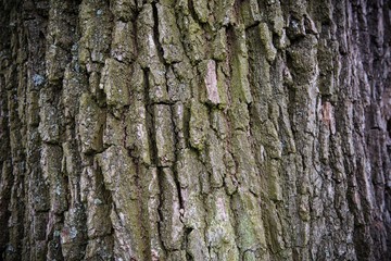 Obraz premium brown tree material structure