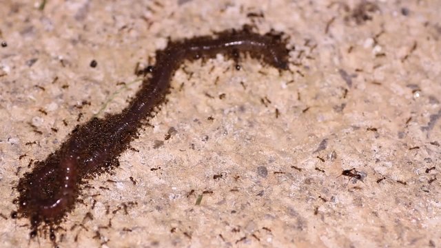 ants carry the worm
