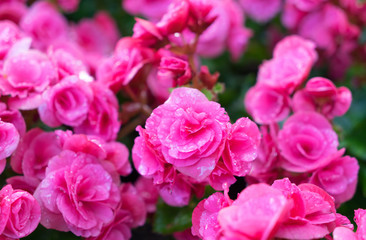 Fototapeta premium Beautiful pink big begonias