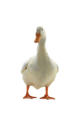  Two  duck
