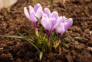 Blooming crocuses in the garden near the house