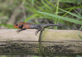 A small lizard sits on dried bamboo trunk. Vietnam