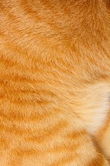 Cat fur for texture or background.