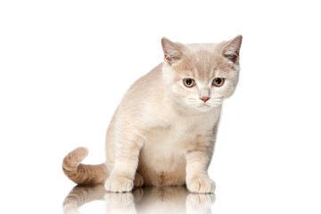 Cat. Small red cream british kitten on white background