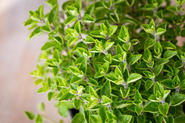 Fresh Oregano