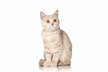 Cat. Small red cream british kitten on white background