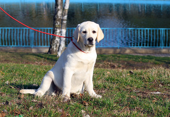 a yellow happy labrador puppy in garden