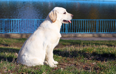 yellow happy labrador puppy in garden