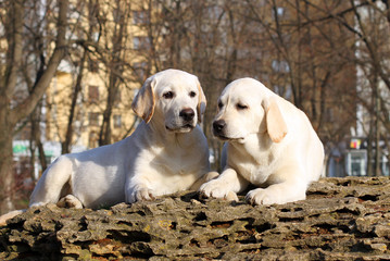 two yellow happy labrador puppies in garden