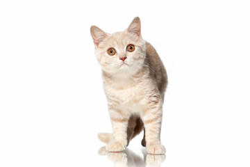 Cat. Small red cream british kitten on white background