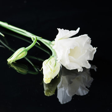 Fototapeta flower eustoma on a black background