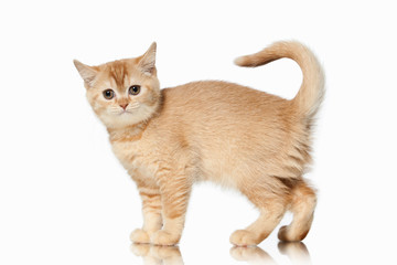 Cat. Small red british kitten on white background