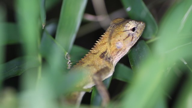Changeable lizard Calotes versicolor, Thailand
