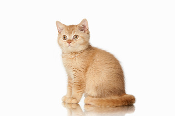 Cat. Small red british kitten on white background