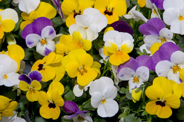 mixed pansies in colorful spring garden