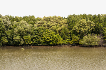 Forrest of green trees on mountainside with river and bank.