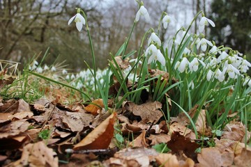 Forest floor covered with snowdrops