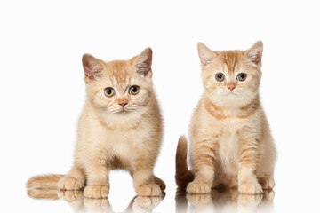 Cat. Two small red british kittens on white background