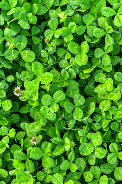 Field of green clover blanketing the ground in the spring