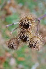 Dried seedheads