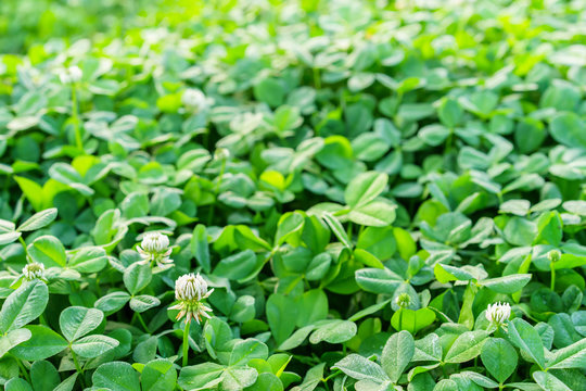 Field of green clover blanketing the ground in the spring with white flowers