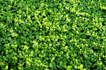 Field of green clover blanketing the ground in the spring