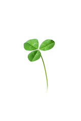 Isolated three leaf green clover on white background - 106607830