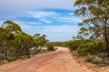 Fototapeta na wymiar Australian dirt road outback eucalyptus trees mallee bush