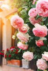 Window and bush roses