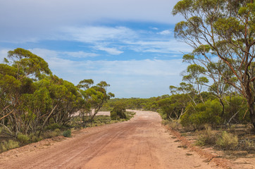 Fototapeta na wymiar Australian dirt road outback eucalyptus trees mallee bush