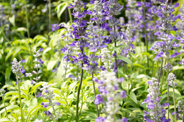 Fototapeta premium Garden of flower.
