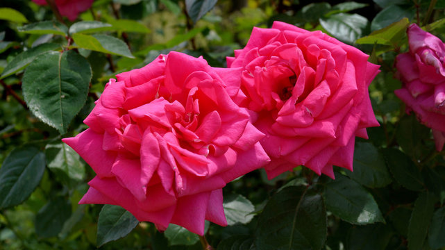 Roses
