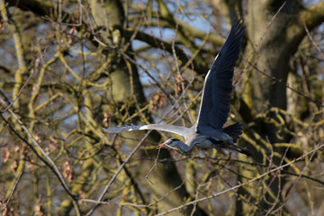 Grey Heron, Ardea cinerea
