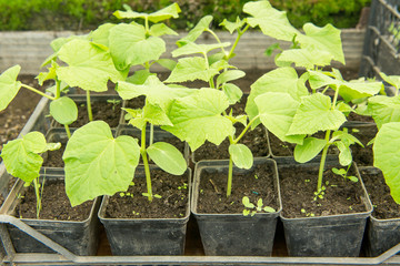 The cultivation of cucumbers in greenhouses. Agricultural business, seedlings of cucumbers