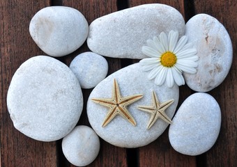 starfish, stones and daisy