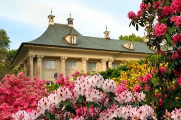 Fototapeta na wymiar Schloss Pillnitz mit Rhododendronblüte im Schlossgarten