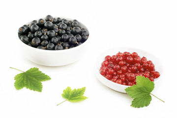 Black and red currant