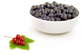 Black and red currant