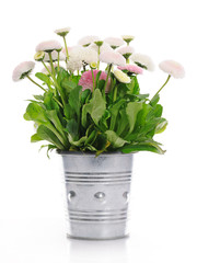 pot with daisies