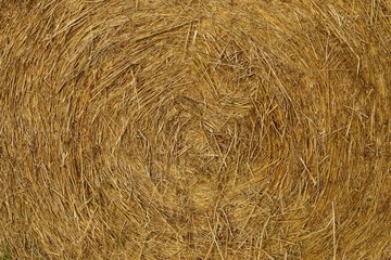 Huge straw bales in a meadow