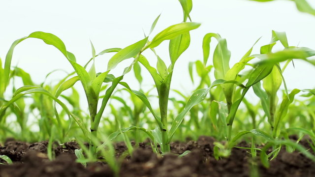 A field of young sweet corn